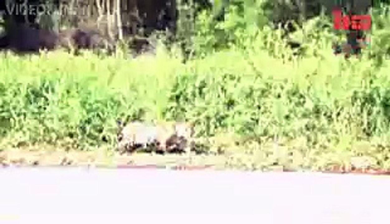 Jaguar Attacks Caiman Crocodile