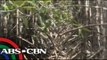 Mangroves protect Kalibo from storm surges
