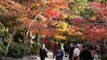 Japan Travel:  Walking with the Deer and Leaves on the Miyajima Walking Trails, Hiroshima 2015