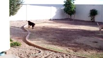 2 HOT BLACK GUYS TRY BALLET with a deaf and obsessed dog