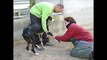 10 jaar jubileum Greyhounds Rescue Holland.