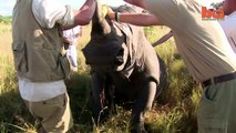 Dye And Toxins Injected In Rhino Horn Ward Off Poachers In Africa