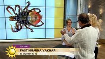 Det visste du inte om fästingarna - Nyhetsmorgon (TV4)
