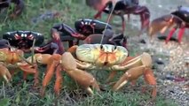 Crabs migrating in Cuba