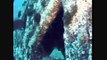 Artificial Reefs Inc Video