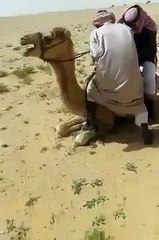 HOW TO SIT ON CAMEL VERY FUNNY MUST WATCH.