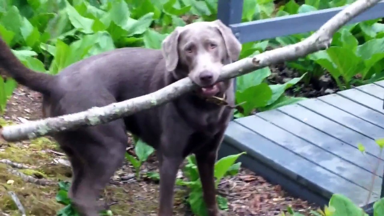 Ce chien a un petit problème