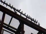 Bobs Pakistani Tippler Pigeons In Training