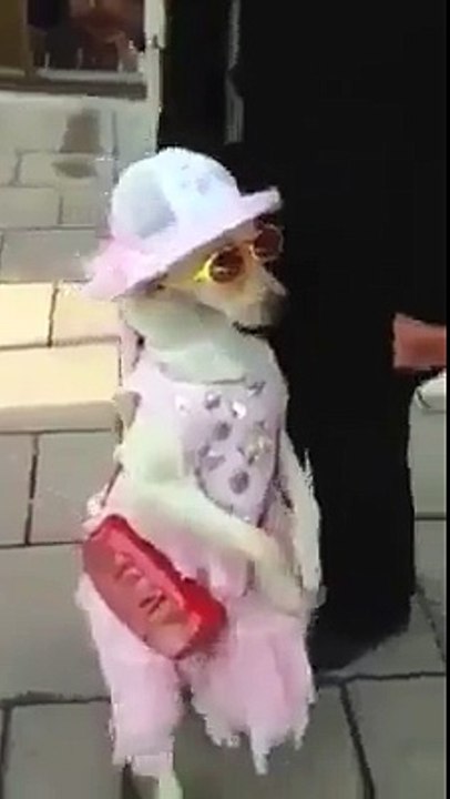 Dog fashion funny video -Fun Dekho