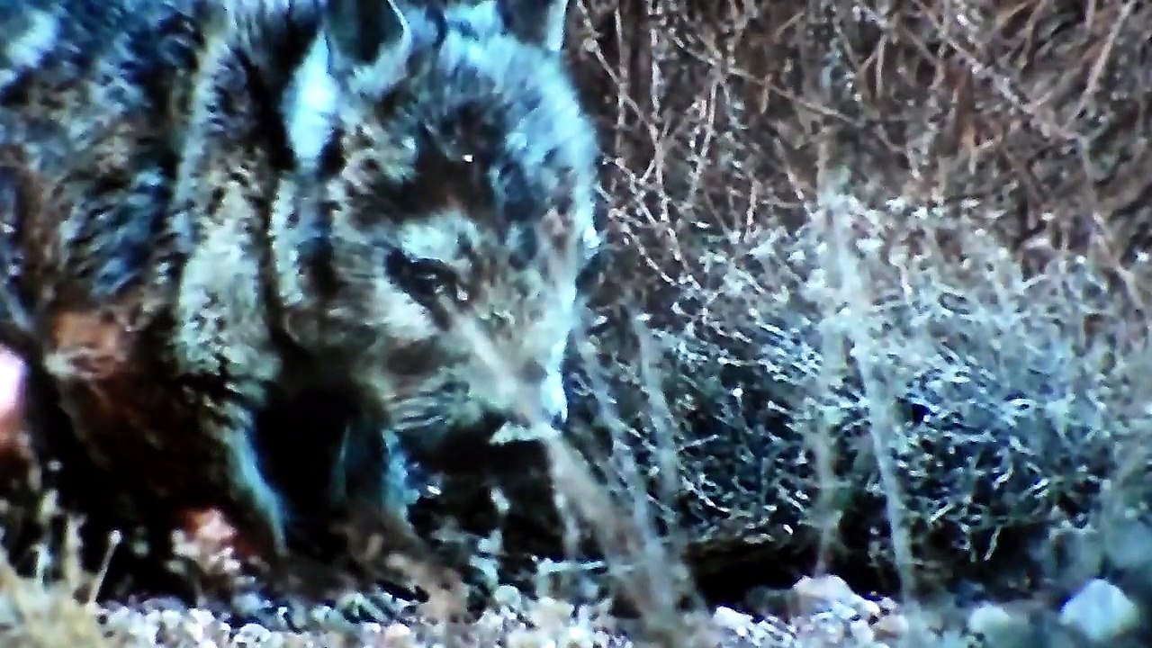 Amazing AnimalsIn Action