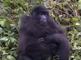 Rwanda's Endangered Gorillas