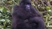 Rwanda's Endangered Gorillas