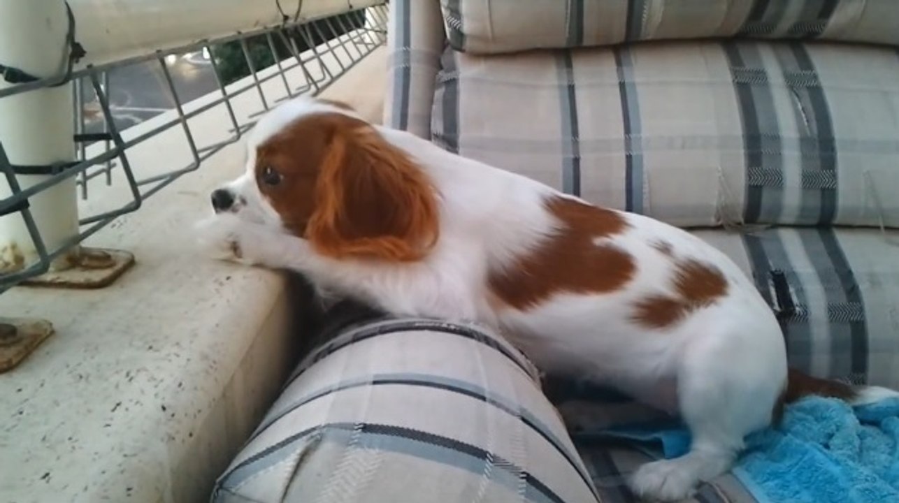 Cavalier King Charles Spaniel