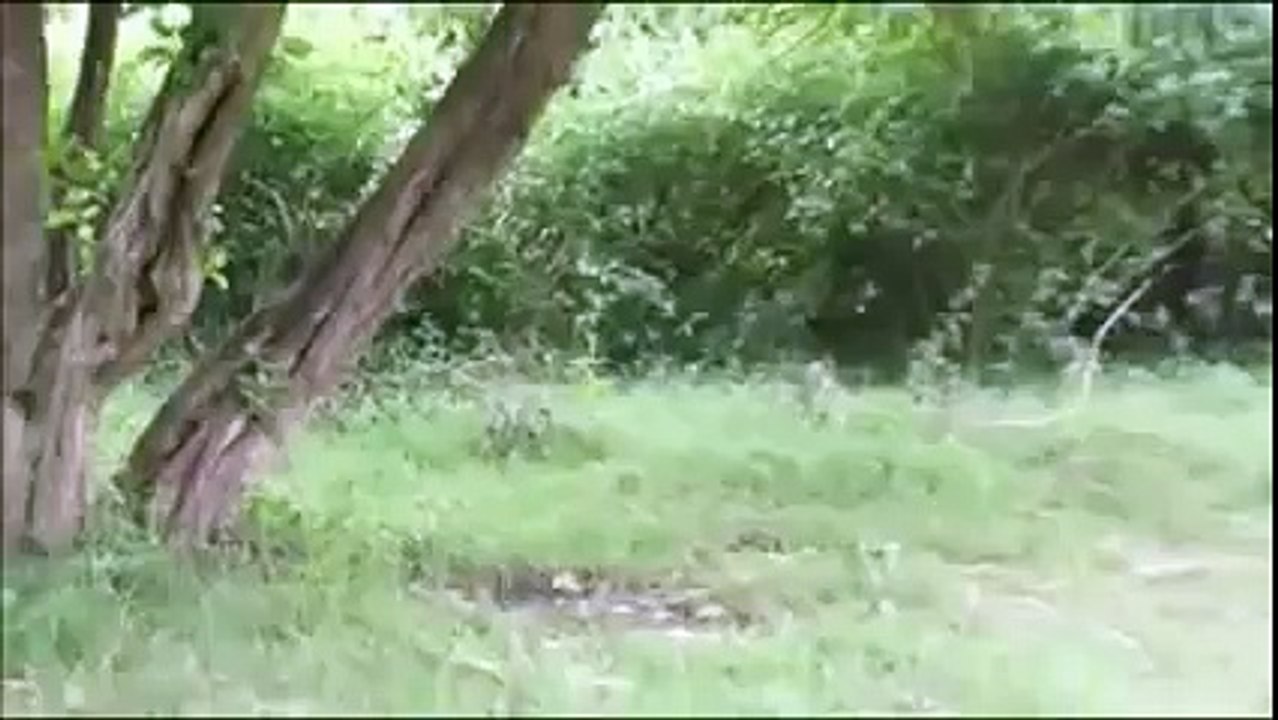 Tiger attacks a wild animal in muthanga wildlife sanctuary wayanad