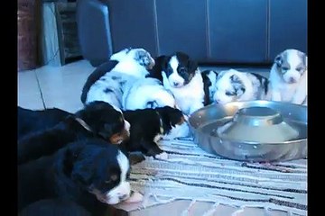 Portée Spencie x Green Day 3 semaines