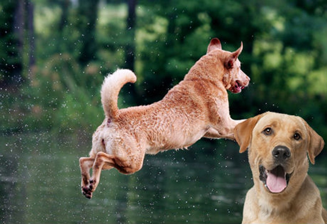 Chesapeake Bay Retriever vs Labrador Dailymotion Video