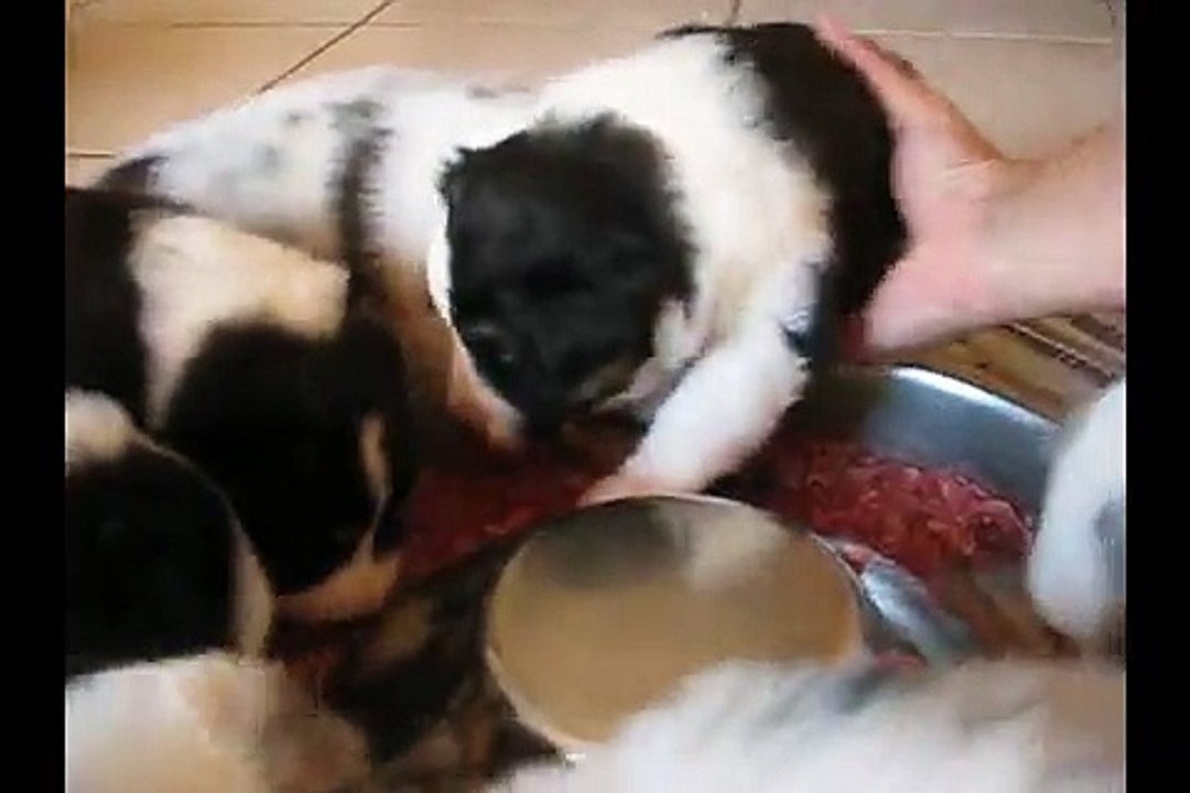 Portée Spencie x Green Day 3 semaines