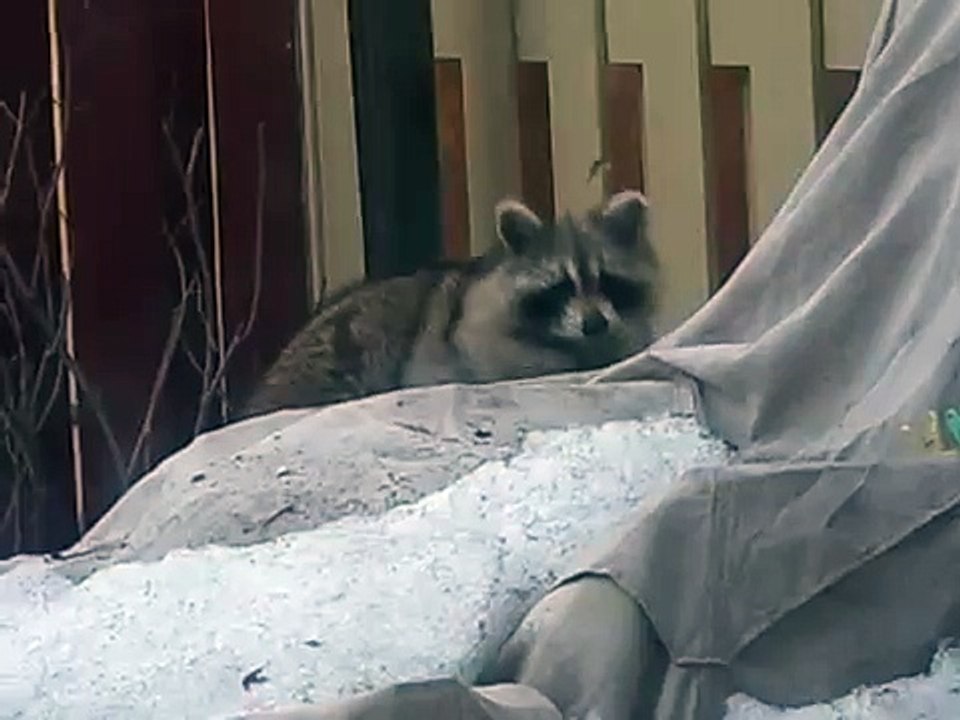 Енот Егорка