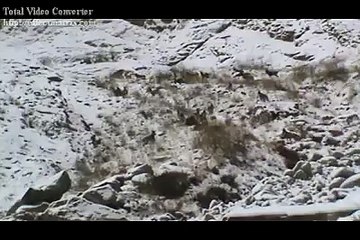 Himalyan ibex see at Hushe valley Baltistan