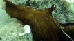 Aplysia fasciata (sea snail also called Sea Hare) - Found in Croatia 2013