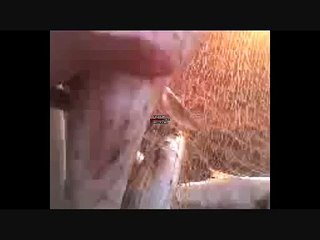 Pesca Col Rezzaglio Al Cinquale :Mormore, Lecce, Muggini, Branzini, Ragnole, Orate