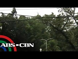 What trees will likely survive typhoons