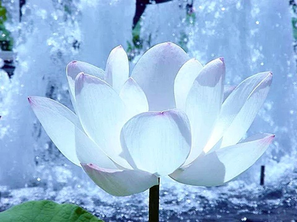 ave maris stella. chantecleer