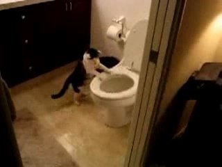 Un chat qui joue dans les toilettes