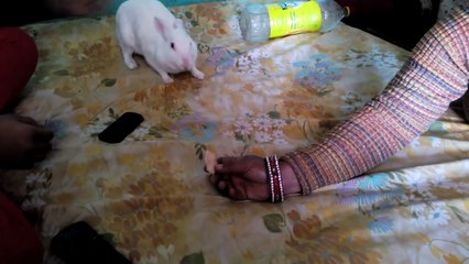 Live Breast Feeding Rabbit india