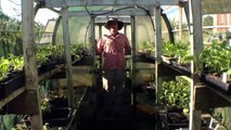 Growing Seedlings from Home-saved Seeds