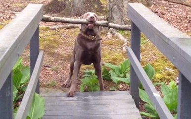 Clever Dog Thinks His Way Through A Dilemma