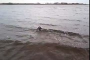 Maxwell Jack Russell Terrier Swimming