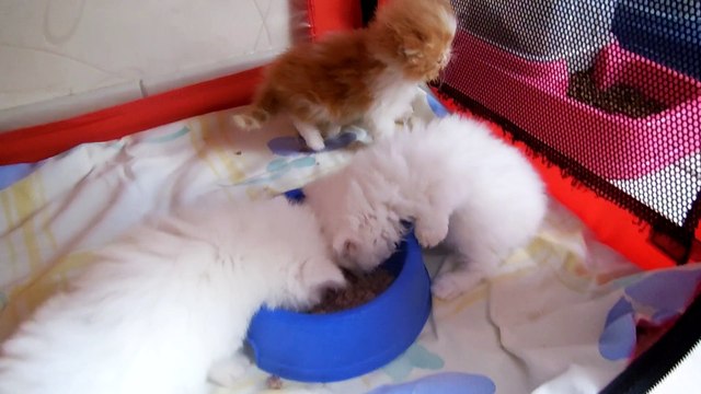 premier repas de mes bébés