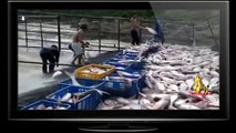 İlginç balık avlama tekniği