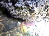 낙지해루질2 (catch an octopus) 써치