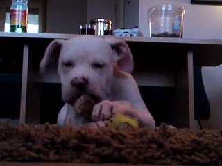 MY AMERICAN BULLDOG PUP EATING A LAMBS EAR.3gp