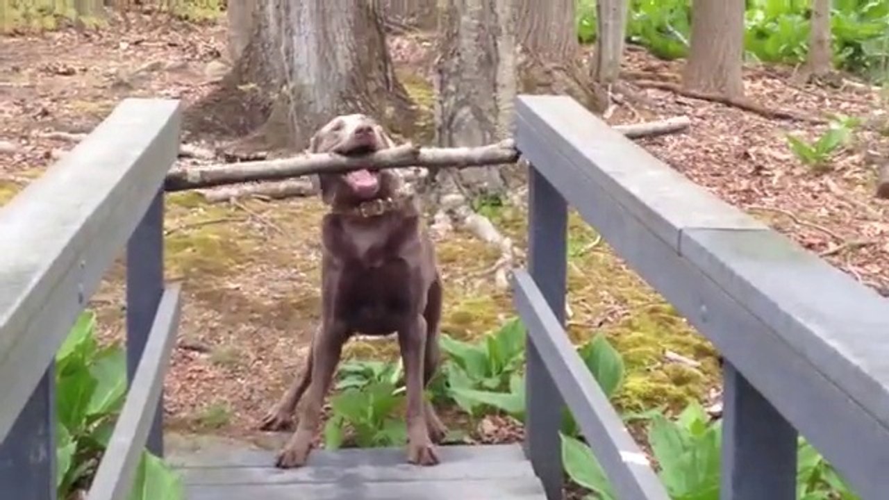 Ce chien a un gros Q.I.... Et un gros bâton !