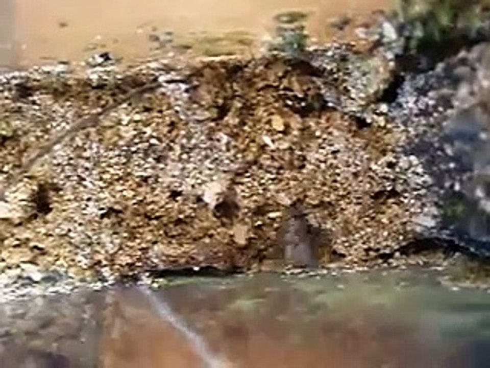 Ant Fight!