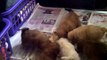 7 hungry, one month old lhasa apso puppies in Nigeria