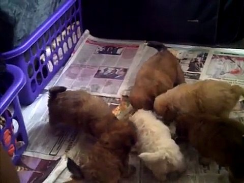 7 hungry, one month old lhasa apso puppies in Nigeria