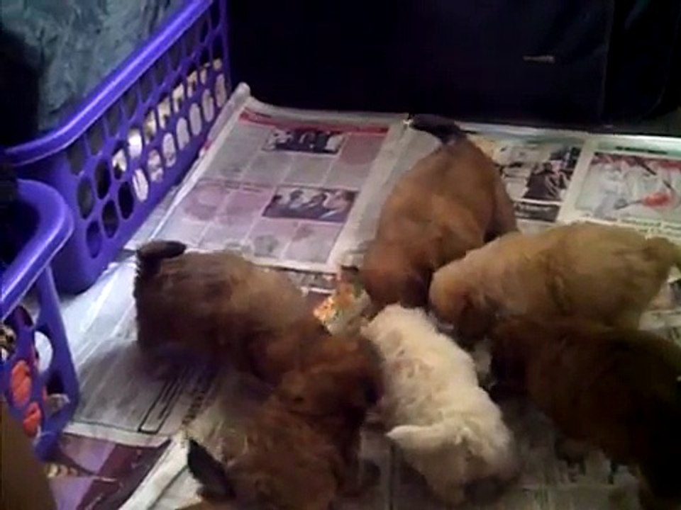7 hungry, one month old lhasa apso puppies in Nigeria
