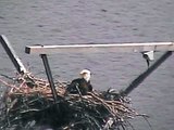 Bald Eagles Eaglets Sooner Lake Oklahoma 04/21