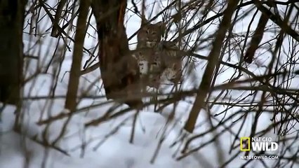 Vaşak Dağda Tavşan Avında