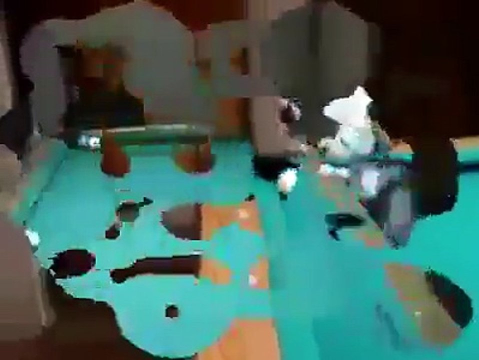 Dog Play Snooker