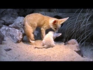 Fennec fox baby's @Artis