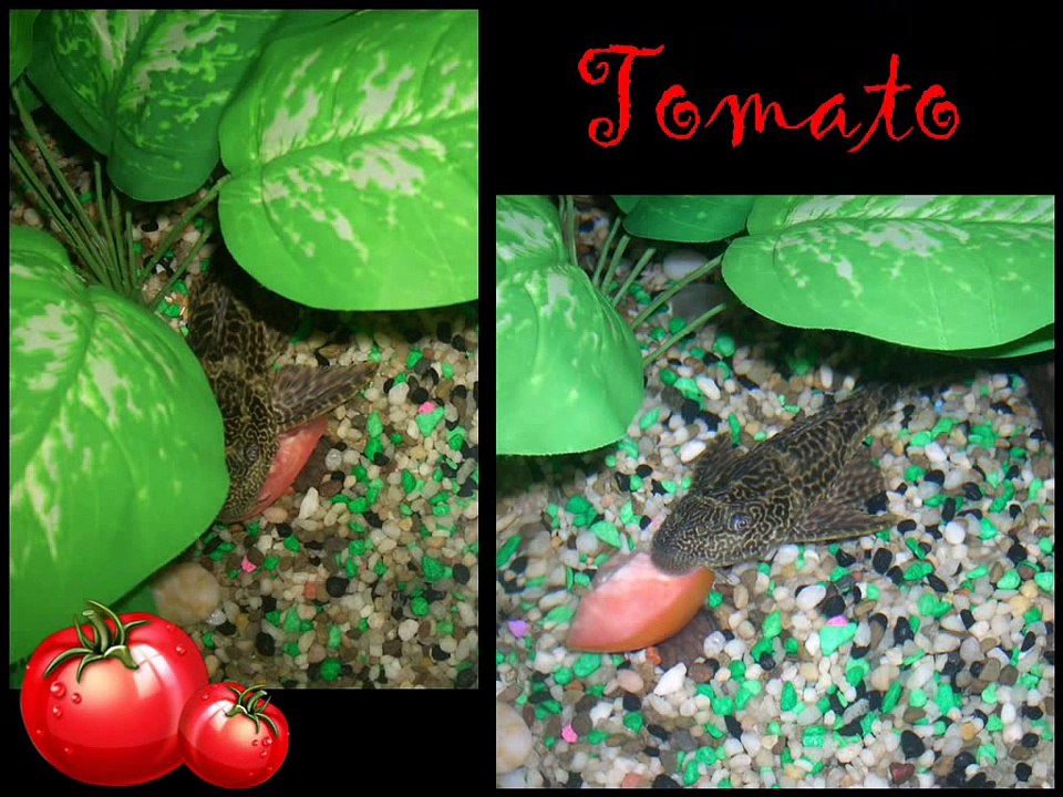 What do I feed my common Pleco?