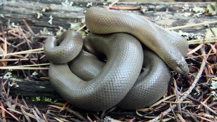 Rubber Boa | Reptiles of BC