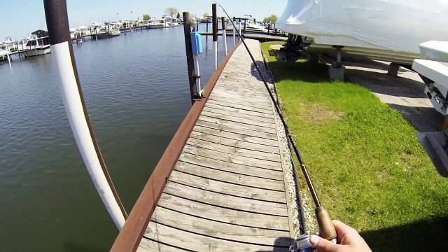Gar Pike in Michigan Lake St. Clair