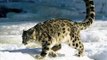 Irbis - Snow Leopard