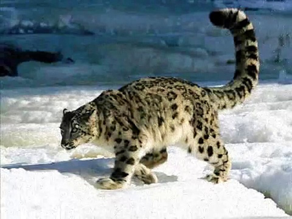 Irbis - Snow Leopard